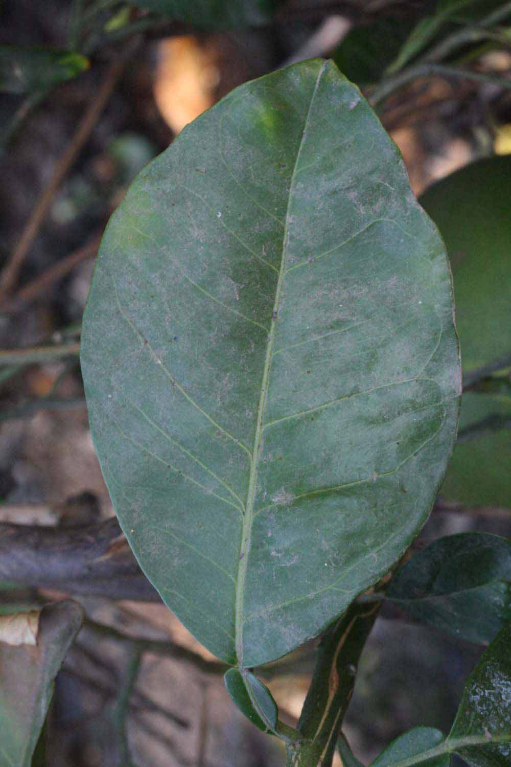              Unifoliolate leaf (Riverside, CA)       